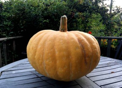 Large yellow pumpkin fruit ready for carving